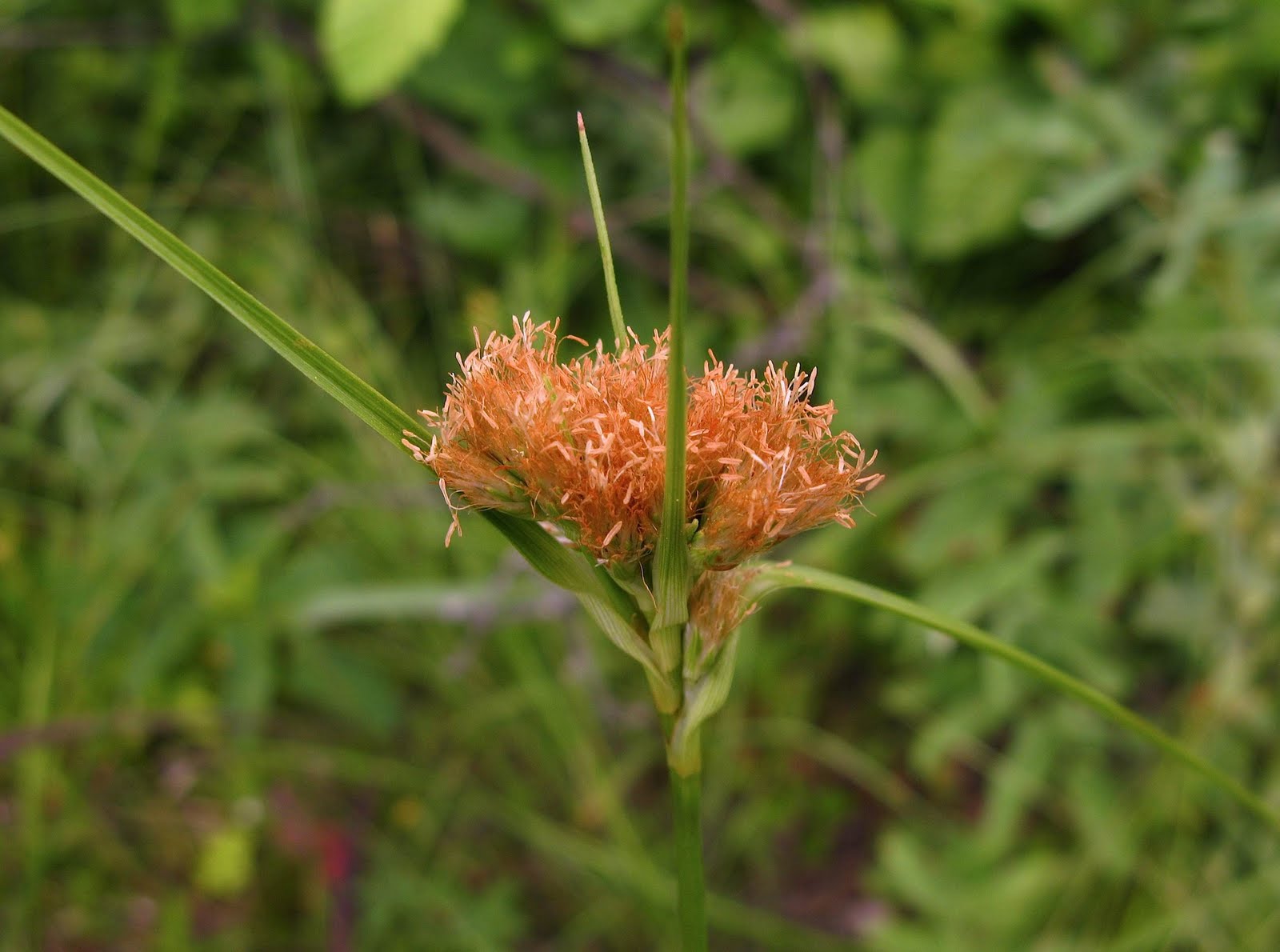 Saratoga woods and waterways The Ice Meadows in Bloom