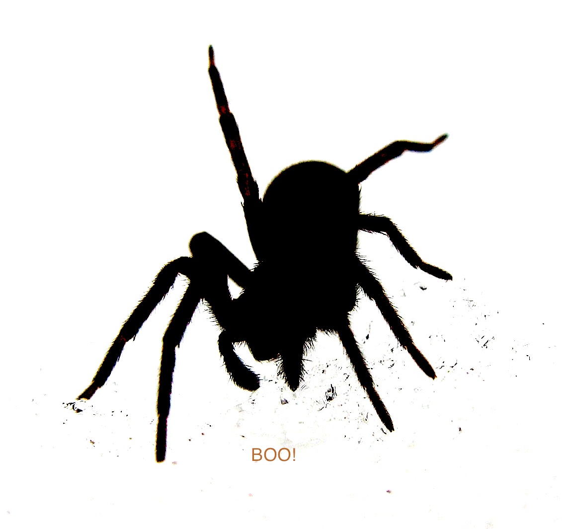 Inky, the Icky Black Spider