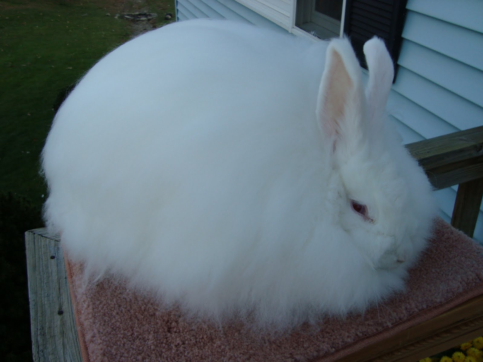 Spang Angora Rabbitry: Handling Rabbits--Do's and Don'ts