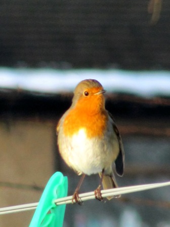 The Boss