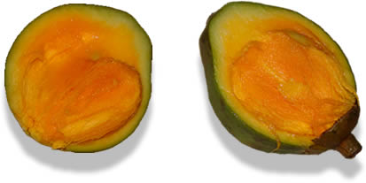 MEDICINA DE SUPERVIVENCIA 2012: FRUTAS DEL AMAZONAS