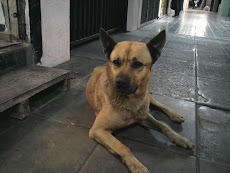 Cabeza en adopción