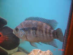 Cichlasoma Octofasciatum / Jack Dempsey