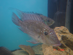 Satanoperca Jurupari