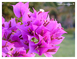 Del color de estas lilas era ES la luz Pizarnik que respiré