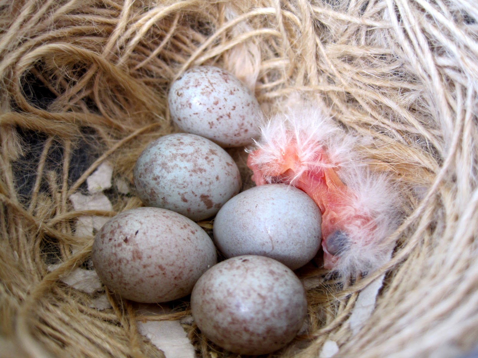 Happy Bird Place Finch and Grasskeet Blog: canary baby