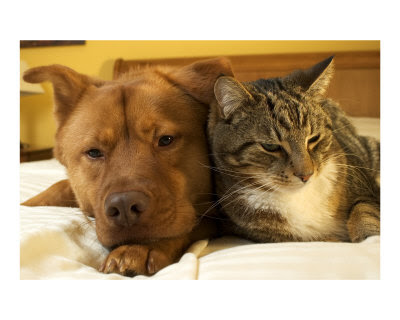 funny dogs and cats together. Dogs and Cats Photos