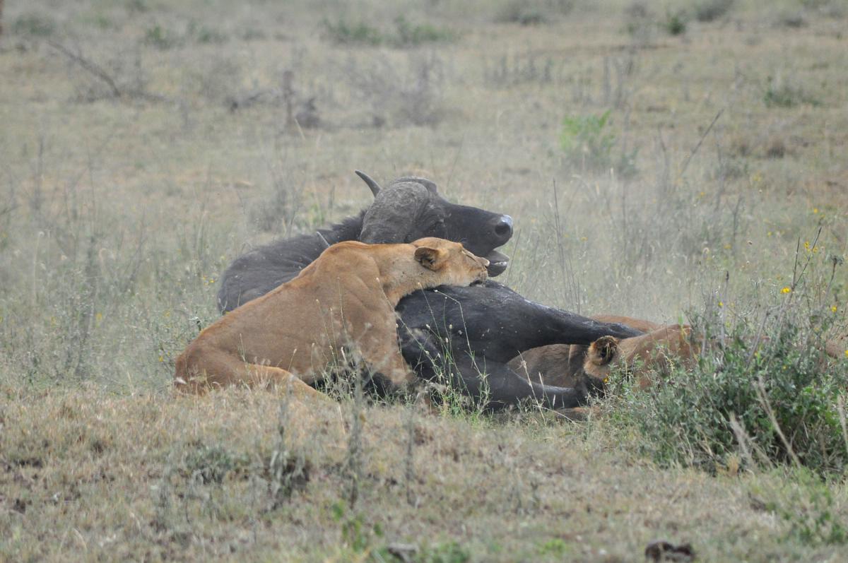 Unique Animals blogs Lion Hunting Buffalo, Lions Hunting Buffalo Video