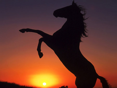 Sunset-animals-horse-photo.jpg