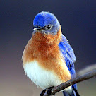 http://1.bp.blogspot.com/_N_mOB63qPaE/TPPYobvq-jI/AAAAAAAARFs/486OLoJoQCE/s1600/blue-bird-picture.jpg