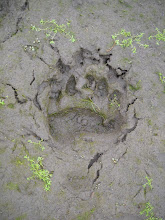 Archive:  Footprints in the Mud...
