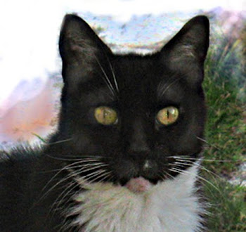 Tuppie the cat, full grown