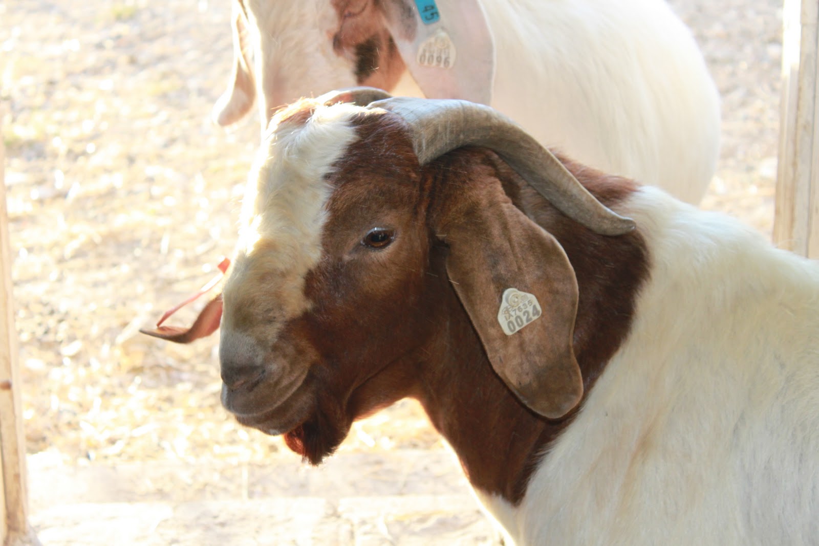 Tales from the Ruedy Ranch A Lesson In Disbudding Goat Horns
