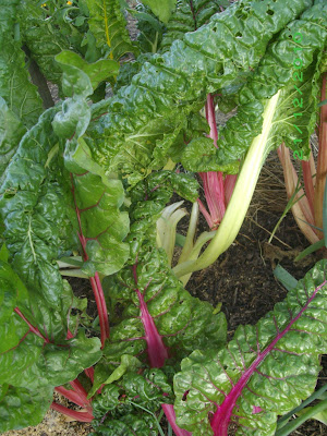 eight acres: battling slugs in my garden, a few strategies that I've tried