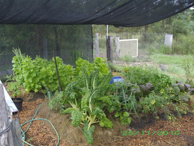 eight acres: top five vegetables for beginner gardeners in the sub-tropics