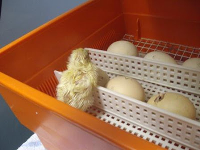 eight acres: hatching chicks