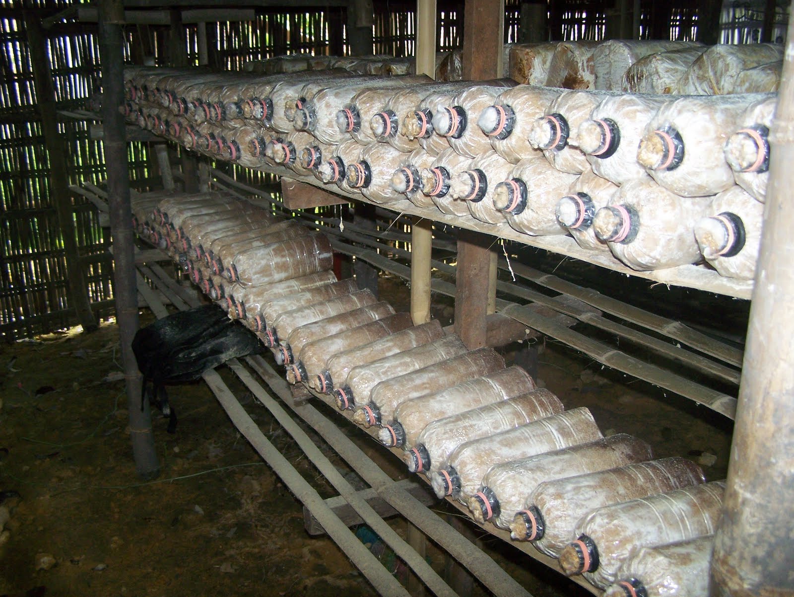 Cara Budidaya Teknik Budidaya Jamur Tiram