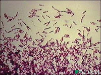 BloodBank.MedMic.Haematology: December 2007