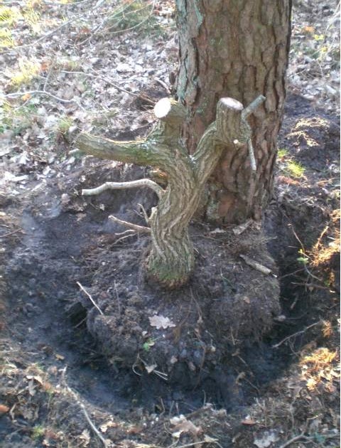 Quercus robur Yamadori