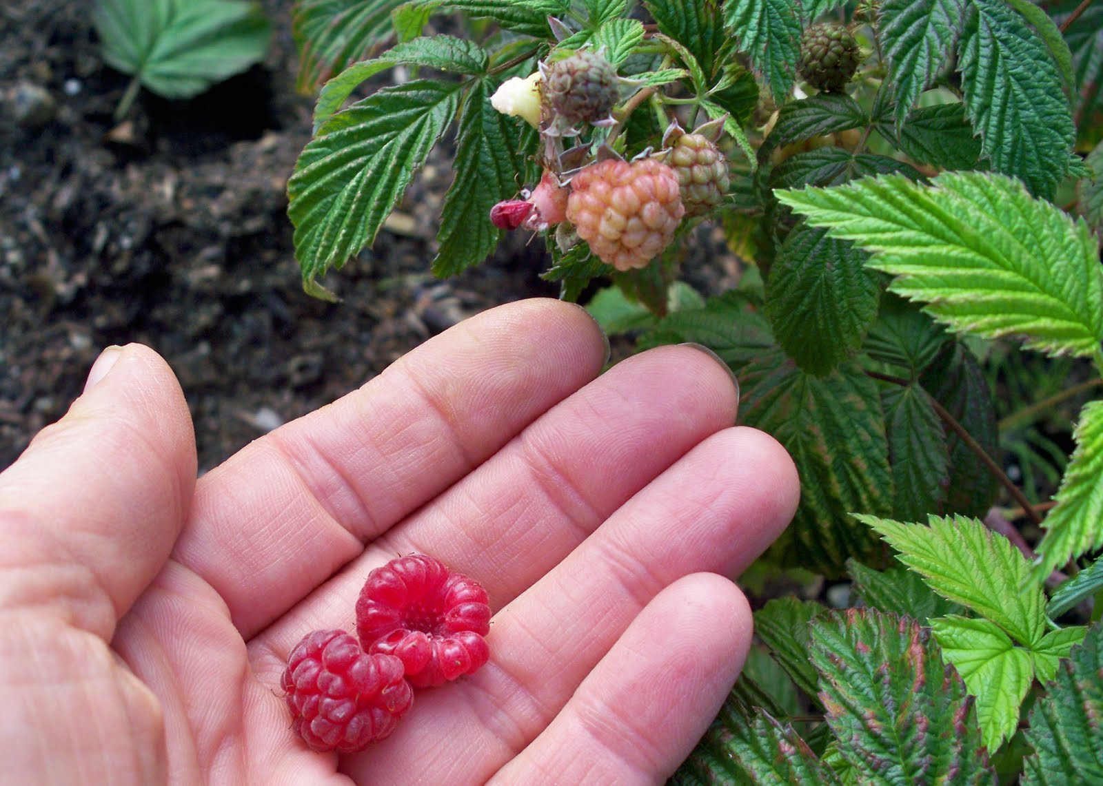 [Blog+04+Happy+Valley+Garden+Raspberries.JPG]