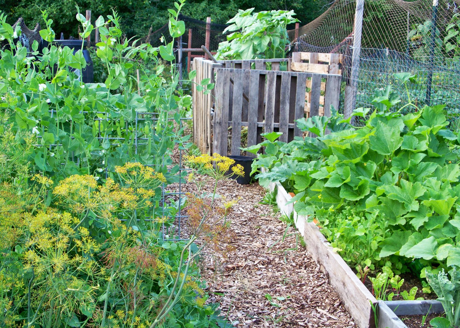 [Blog+02+Happy+Valley+Garden+Herbs+Squash+Compost+and+Sunflowers.JPG]