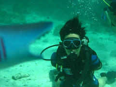 Dive with shark