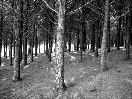 Or some scary woods to hold a "Blair Witch" party?