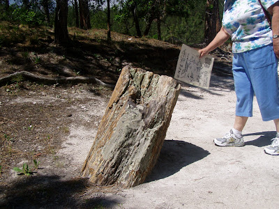 piedmont stump petrified occurs petrifaction