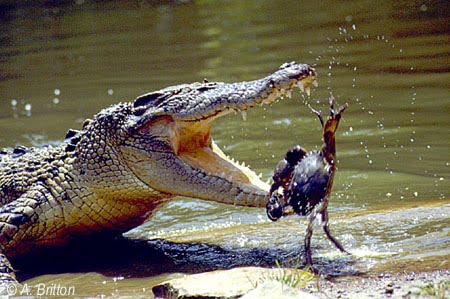 Did you know: Crocodile Bite Power