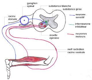 circuit neuronique