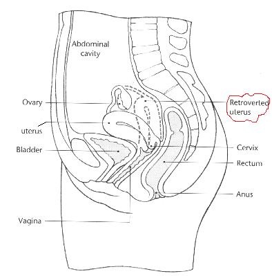 Малые органы что это