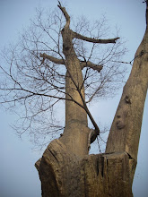 200 Year Old tree