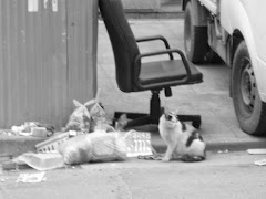 Abandoned chair, stray cat