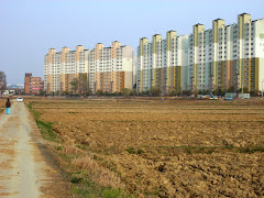 Rice field and apartments