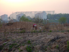 Rice Farmer