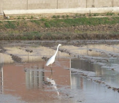 Crane in rice field