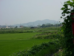 Rice fields near my apt