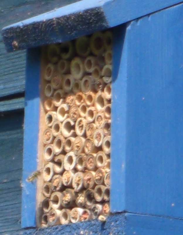Soggibottom Where to site a bee box with a link to free plans and