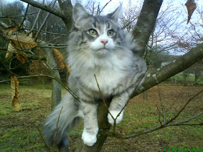 Hoksilato val de cambs gato bosque de noruega