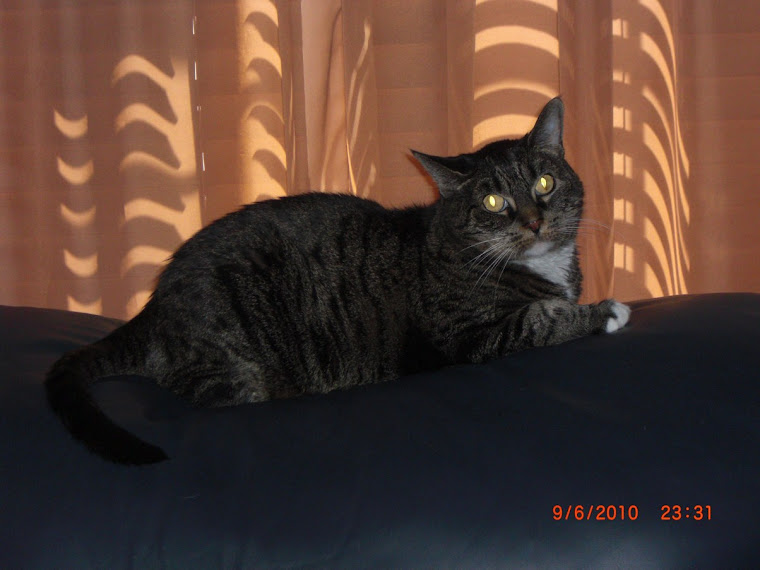 Ms. Bit (our youngest cat) (born 2000 and we lost little Missy on 8-20-2015