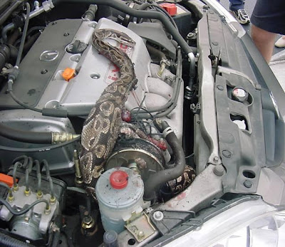 Deer in bmw engine compartment