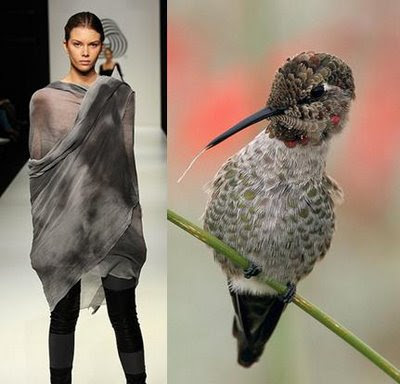 Fashion Dresses - Hummingbird Theme.