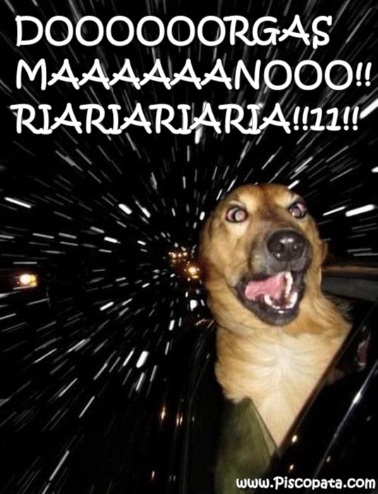 cachorro_dorgas.jpg