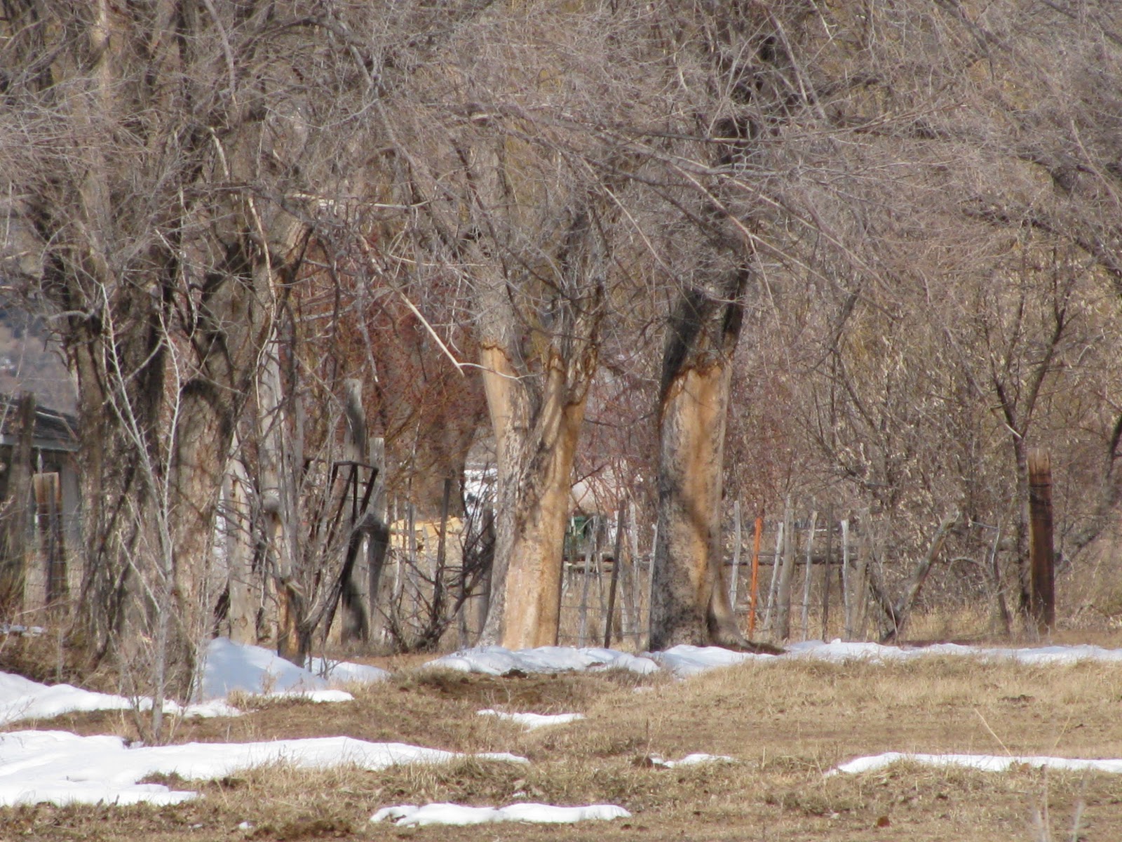 The Thinking Horse Trainer Why Horses Eat Tree Bark
