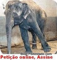 Elefante preso, amarrado em correntes, Assine, petição online, circo legal sem animal