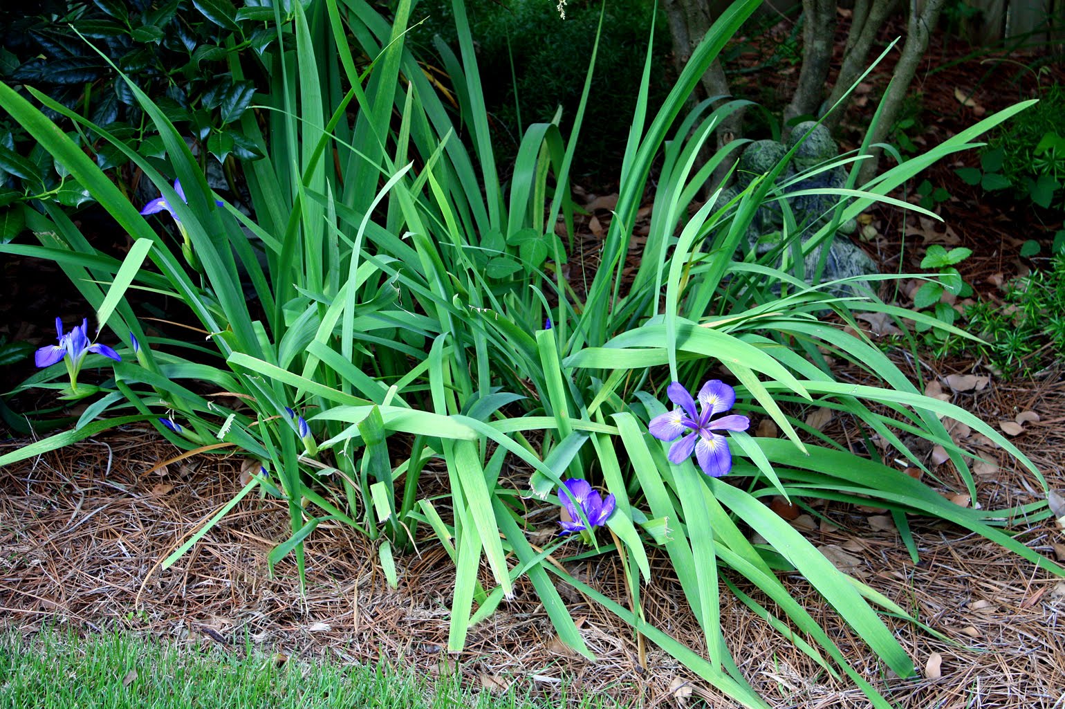 Southern Lagniappe The Ultimate FleurdeLis