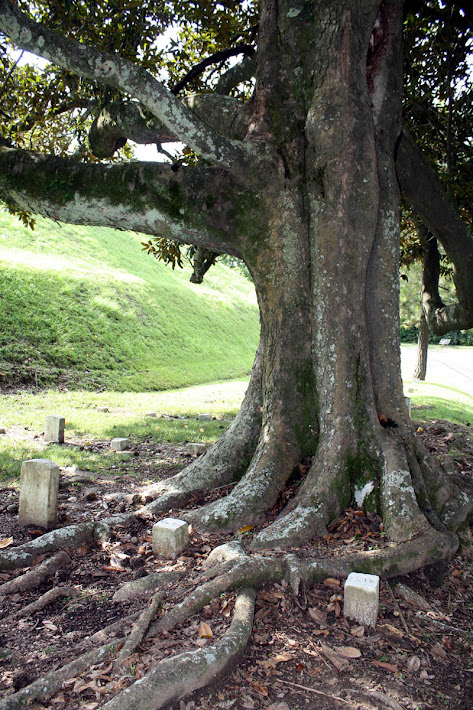 Grave Markers embraced by Magnolia Roots