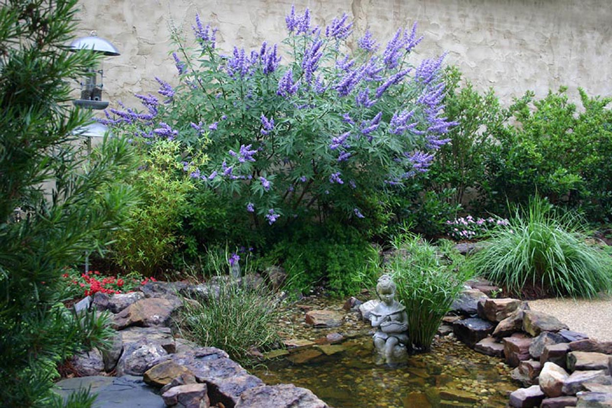 Southern Lagniappe Lilac Chaste Tree