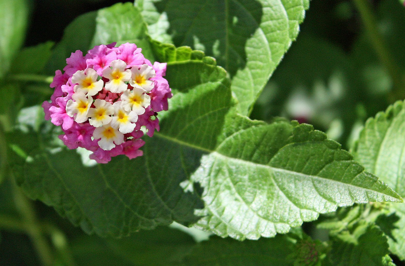 Southern Lagniappe Lantana
