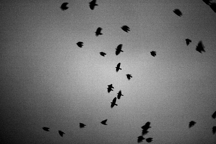 Alfred Hitchcock The Birds Faglarna